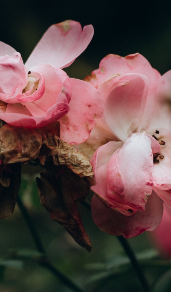 Лепестки розовой розы опадают на землю 