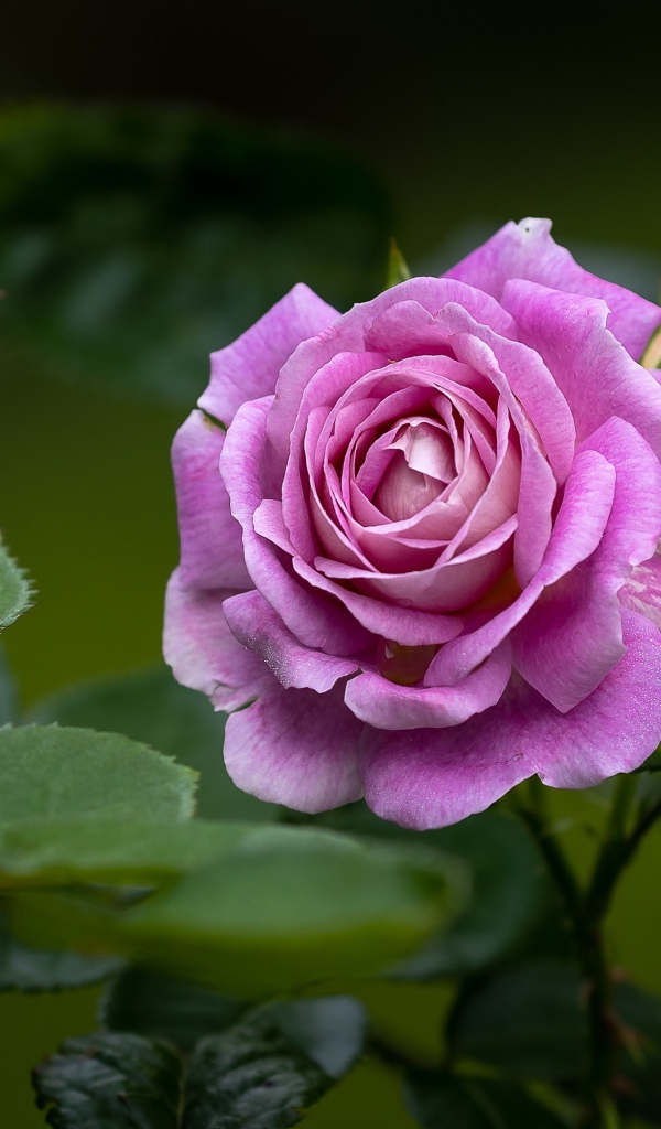 Розовая роза с бутонами и зелеными листьями на клумбе 