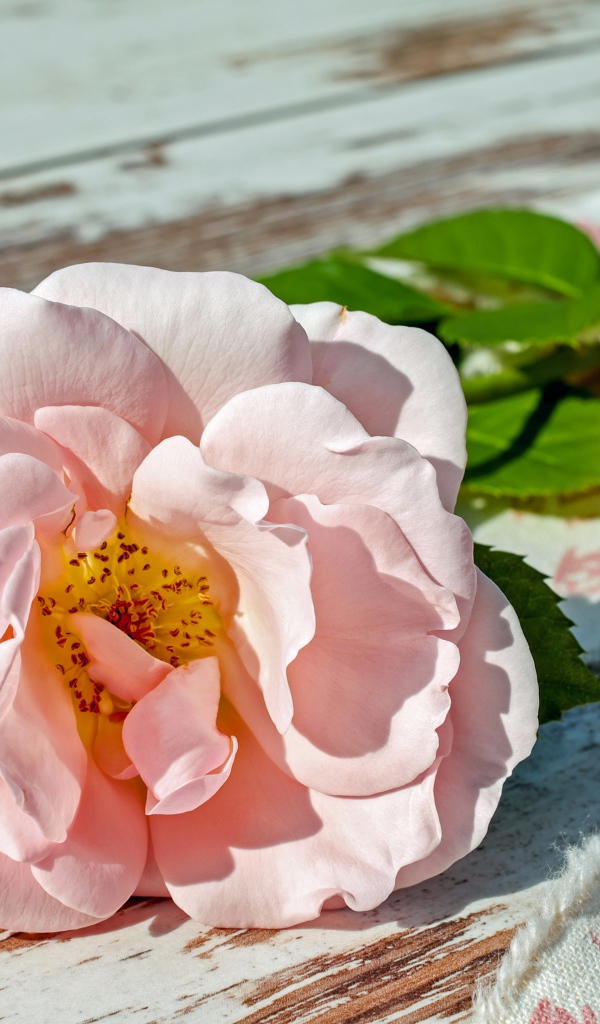 Розовая роза с зелеными лепестками на деревянной лавке