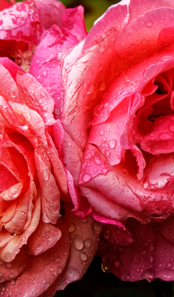 Розовые розы в каплях дождя крупным планом