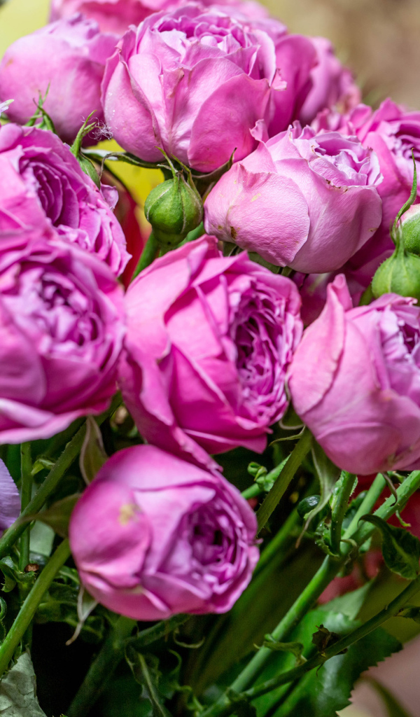 Розовые розы с бутонами в букете с цветами альстромерии