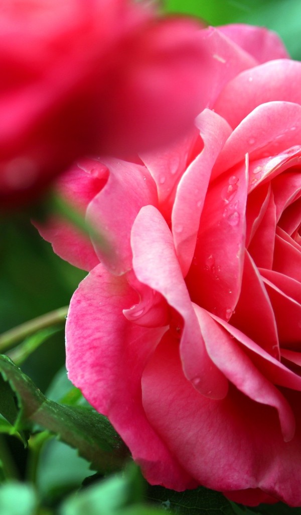 Розовые розы с каплями росы крупным планом