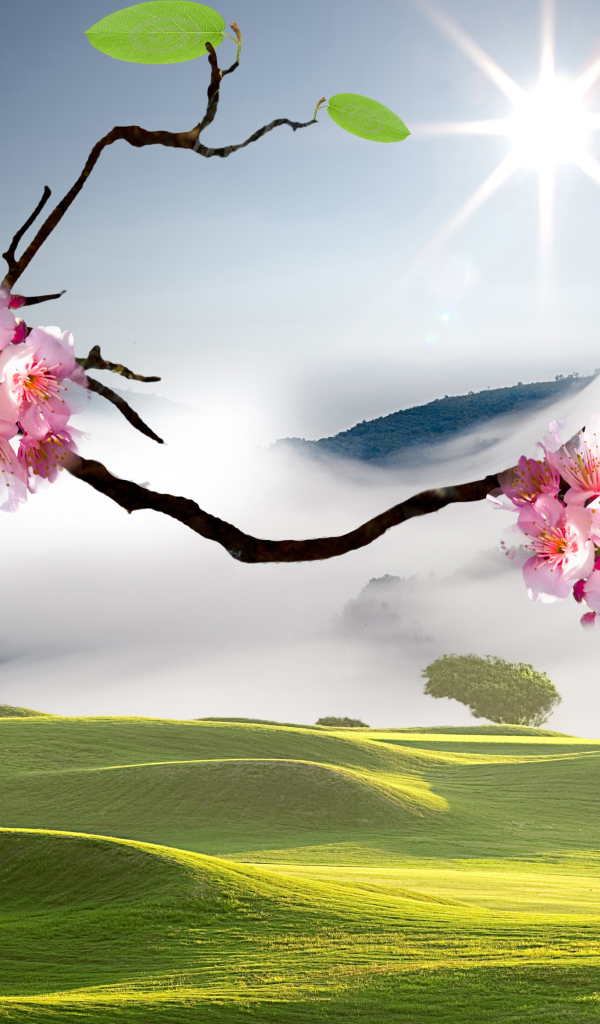 Розовые цветы сакуры на ветке в лучах яркого солнца