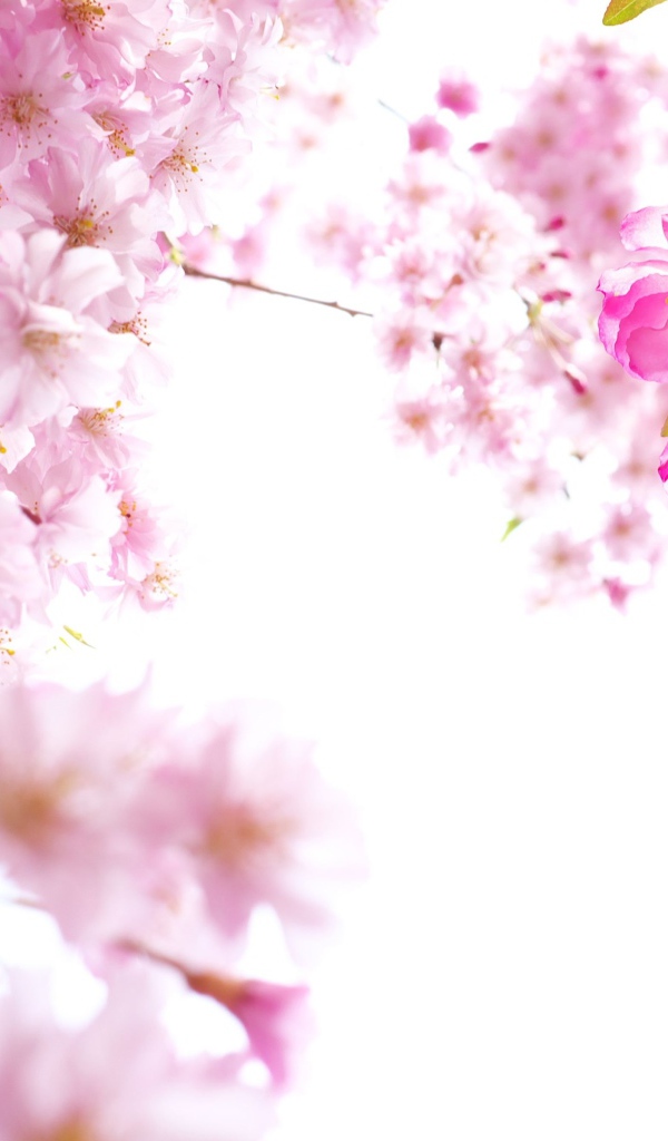 Розовые цветы сакуры на ветках на белом фоне