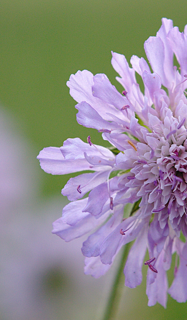Розовый цветок скабиоза на зеленом фоне