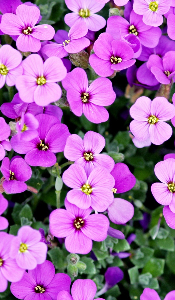 Розовые мелкие цветы крупным планом