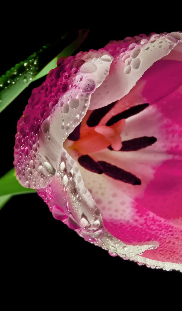 Розовый цветок тюльпана в каплях росы на черном фоне