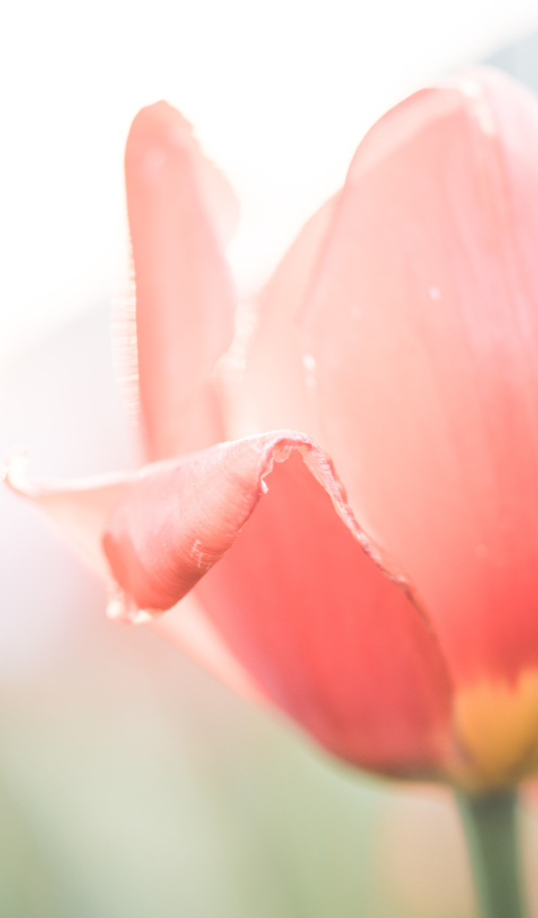 Розовые цветы тюльпана крупным планом на клумбе весной