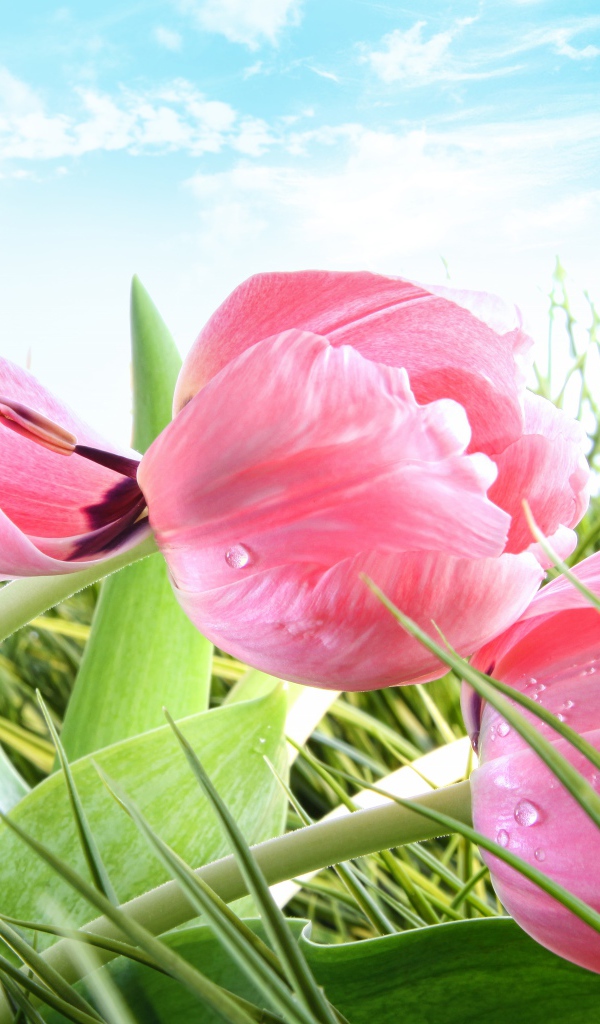 Розовые цветы тюльпана в зеленой траве на фоне голубого неба 