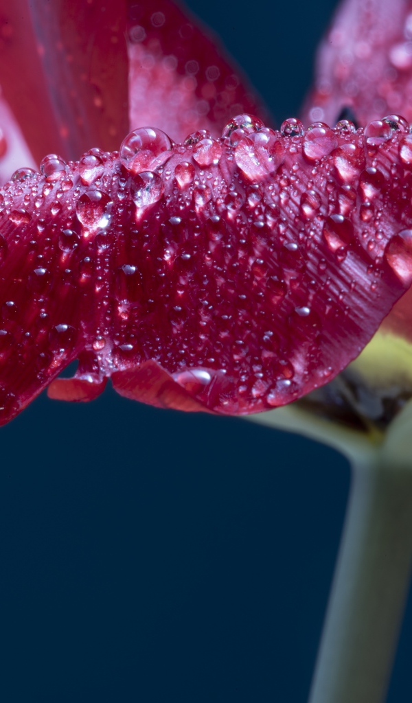 Лепестки розового тюльпана в каплях росы