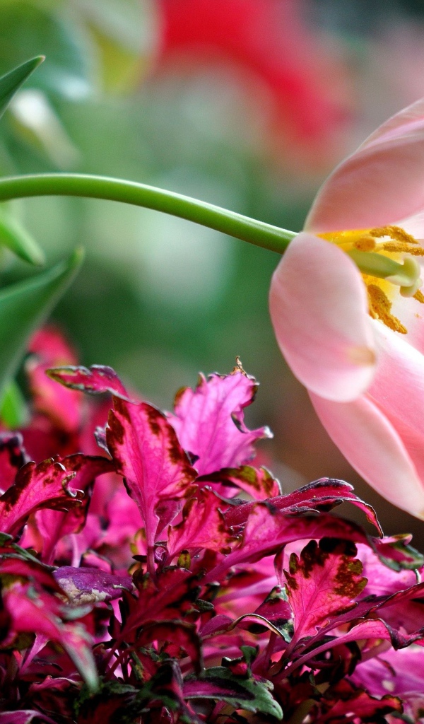 Розовый тюльпан с растениями на клумбе 