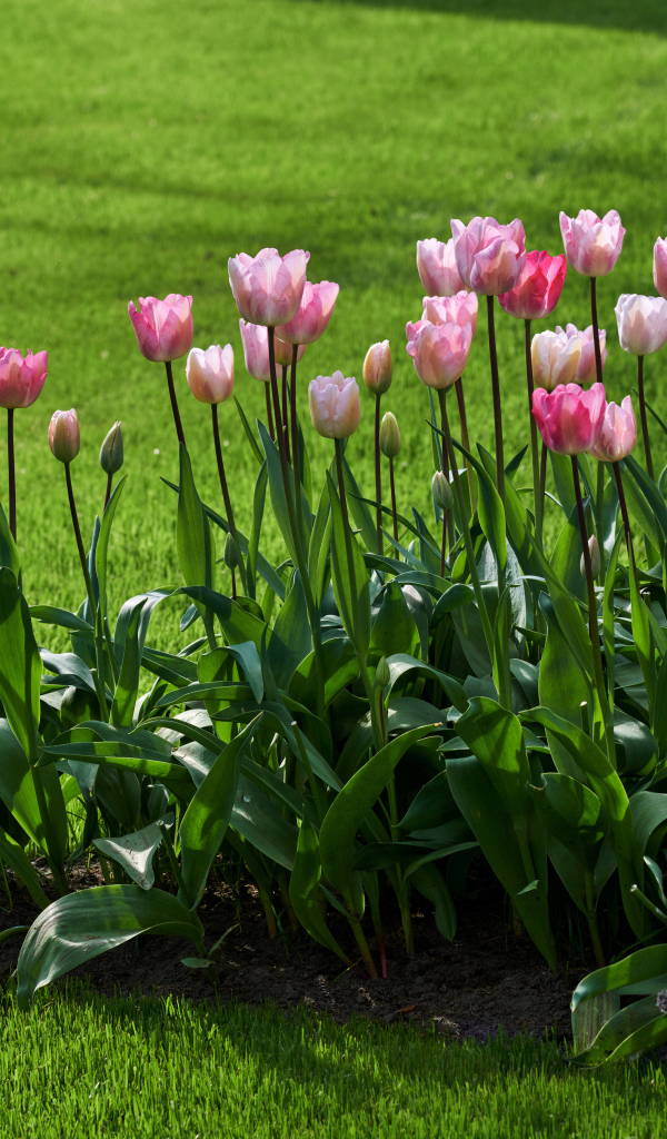 Розовые тюльпаны на клумбе у газона