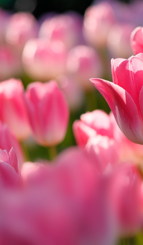 Розовые тюльпаны в лучах солнца на клумбе