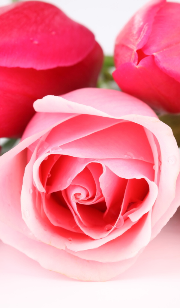 Розовые тюльпаны с розой на белом фоне