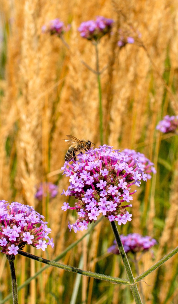 Розовые цветы вербена с колосками в поле