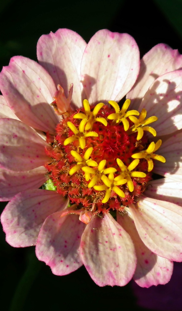 Розовый цветок циннии в лучах солнца