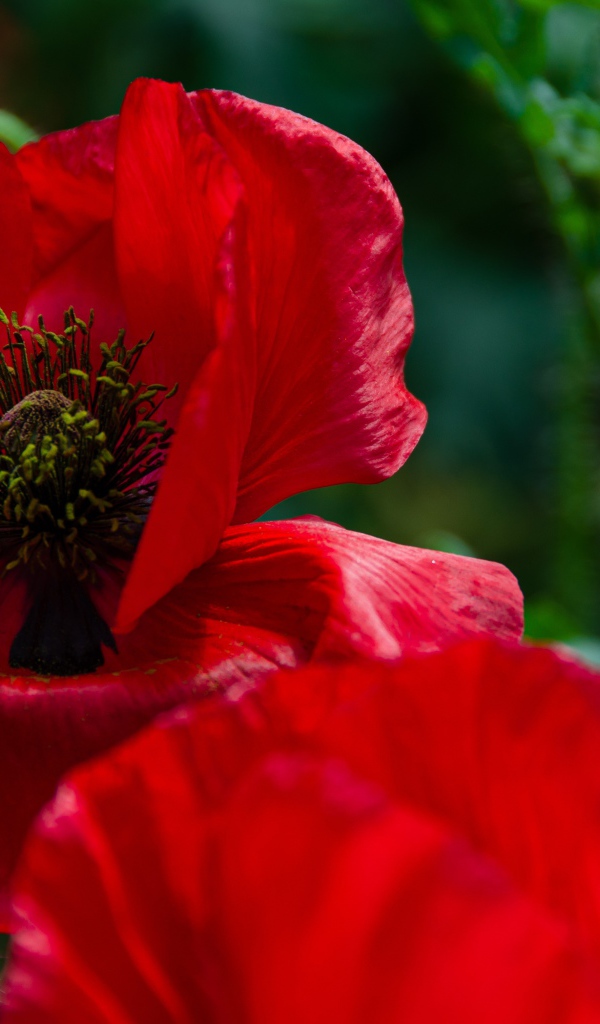 Цветок мака с красными лепестками крупным планом 