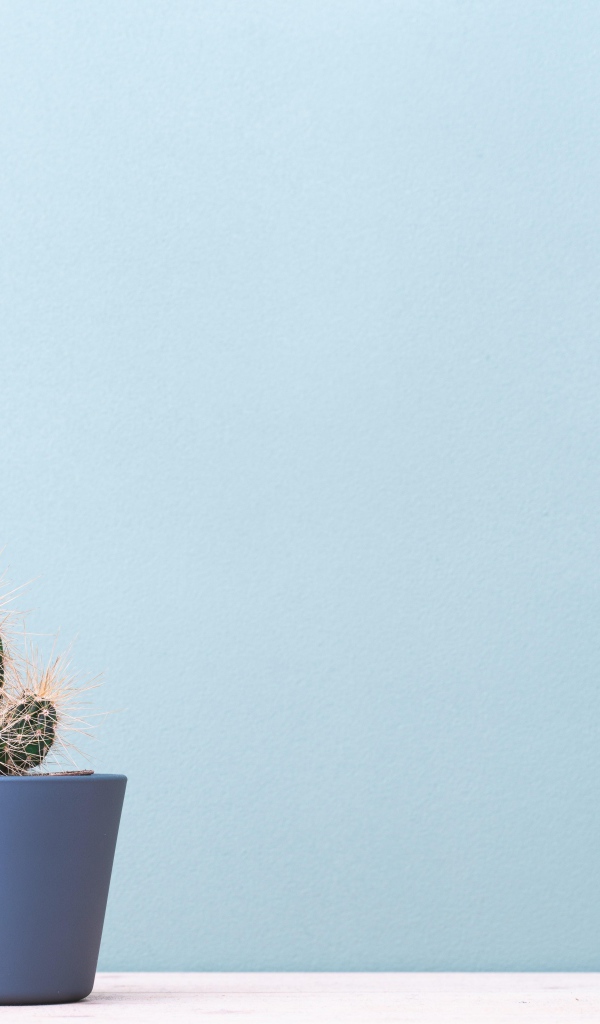 Колючий кактус в горшке на голубом фоне