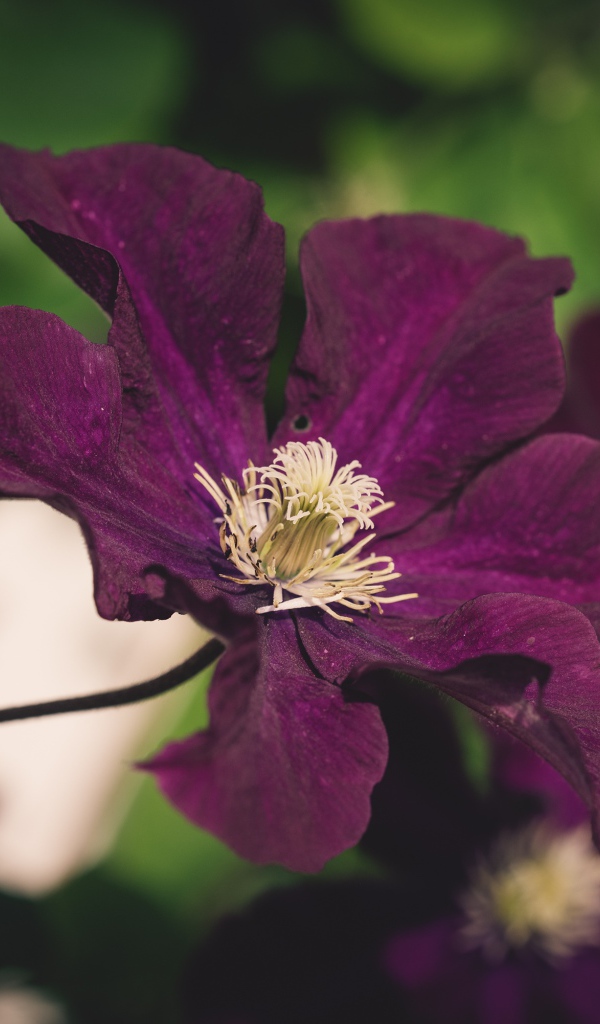 Фиолетовый цветок клематиса крупным планом