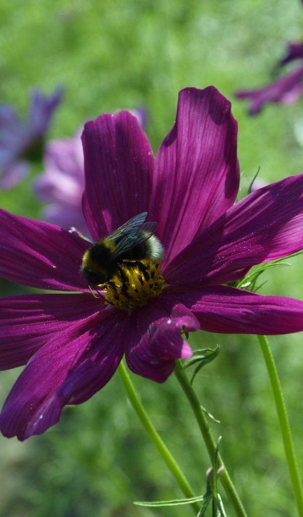 Фиолетовый цветок космея со шмелем
