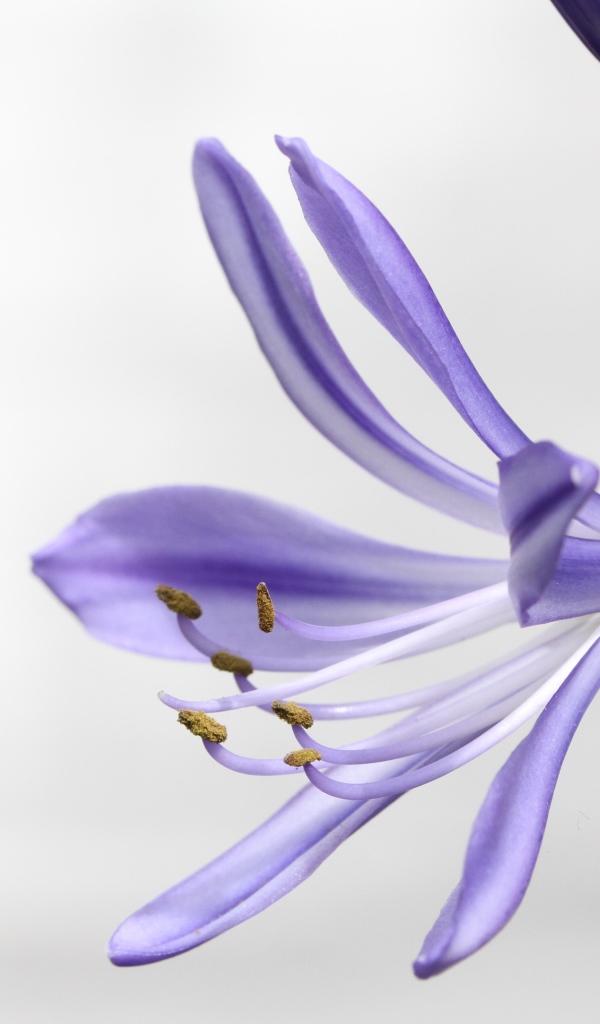 Фиолетовый цветок агапантус на белом фоне