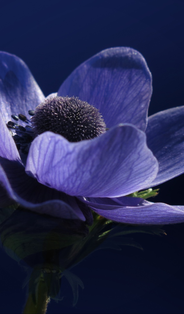 Фиолетовый цветок анемона на синем фоне