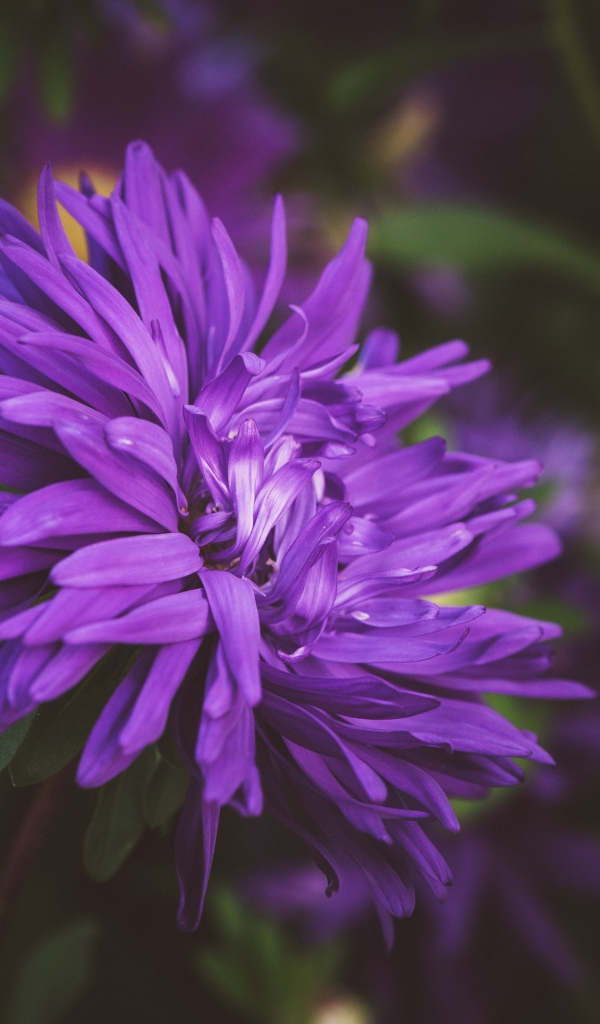 Фиолетовый цветок астры на клумбе 