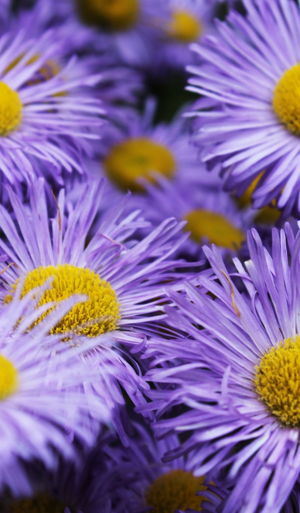 Фиолетовые цветы астры крупным планом 