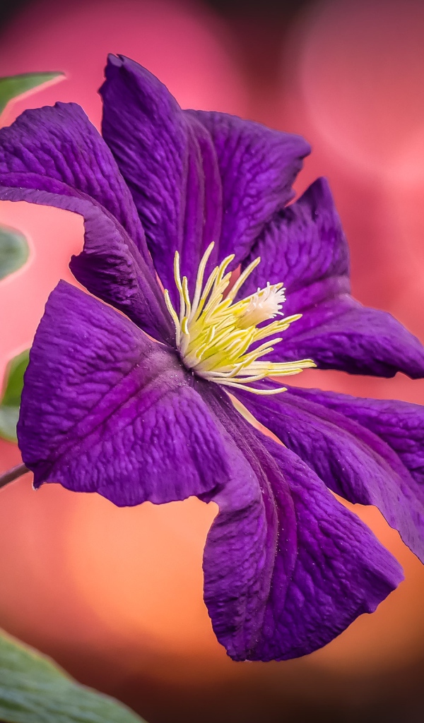 Фиолетовый цветок клематиса с зелеными листьями  крупным планом