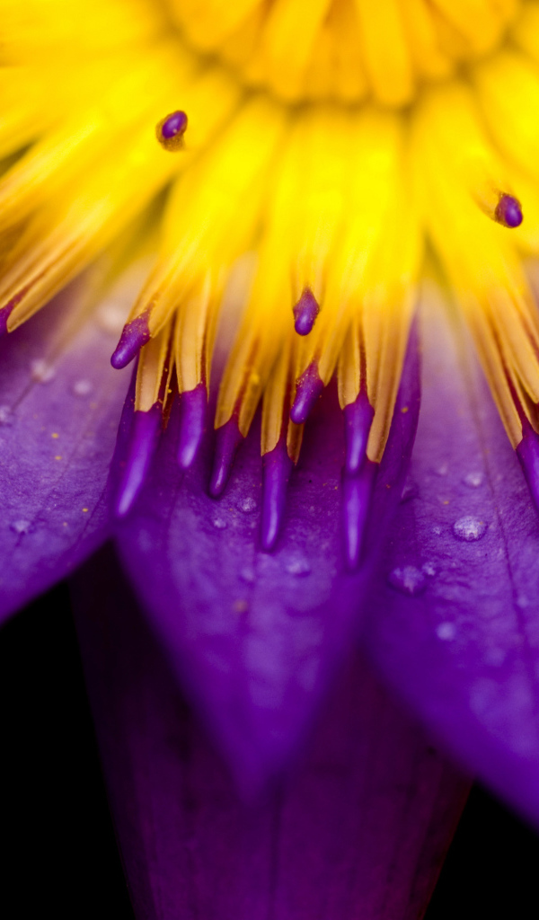 Фиолетовые лепестки клематиса с желтой серединой