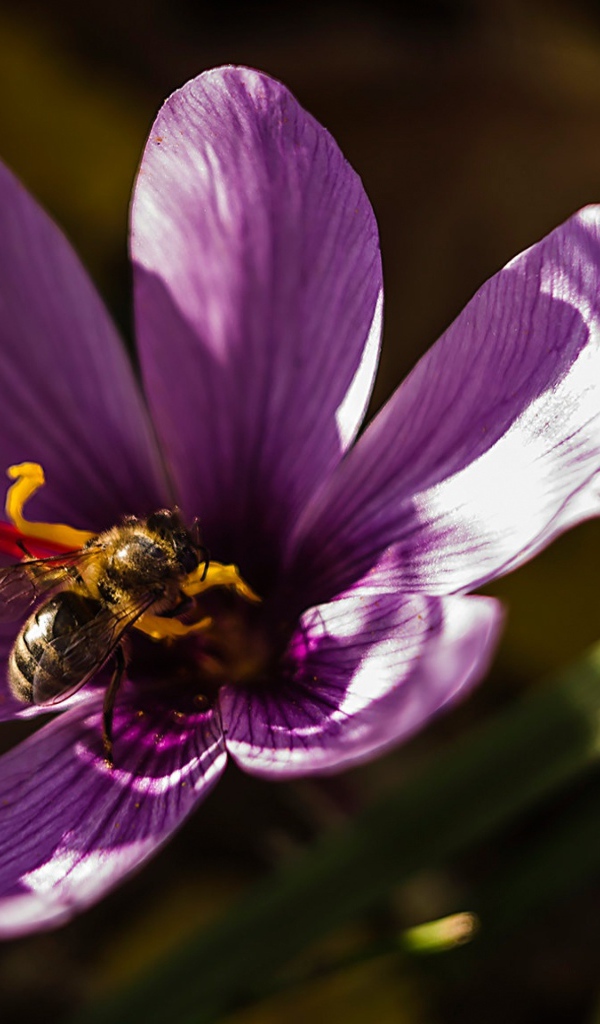 Фиолетовый цветок крокуса с пчелой 