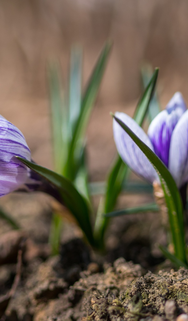 Фиолетовые цветы крокуса на земле 
