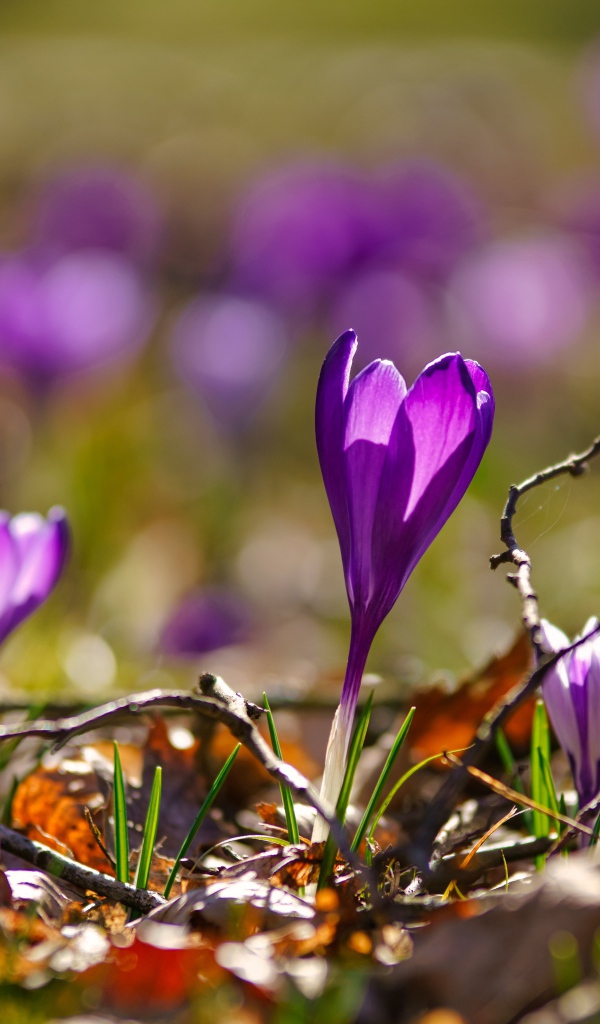 Фиолетовые крокусы в сухих листьях в лучах солнца