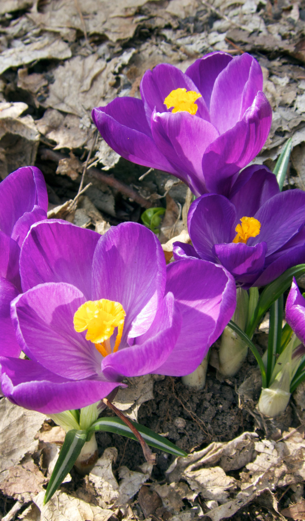 Фиолетовые крокусы в лучах солнца на земле 