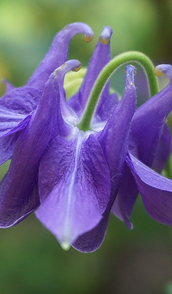 Фиолетовый цветок водосбор с бутоном крупным планом