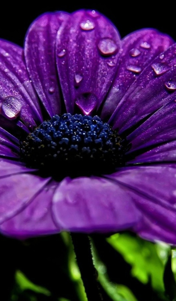 Фиолетовый цветок с каплями росы на лепестках 