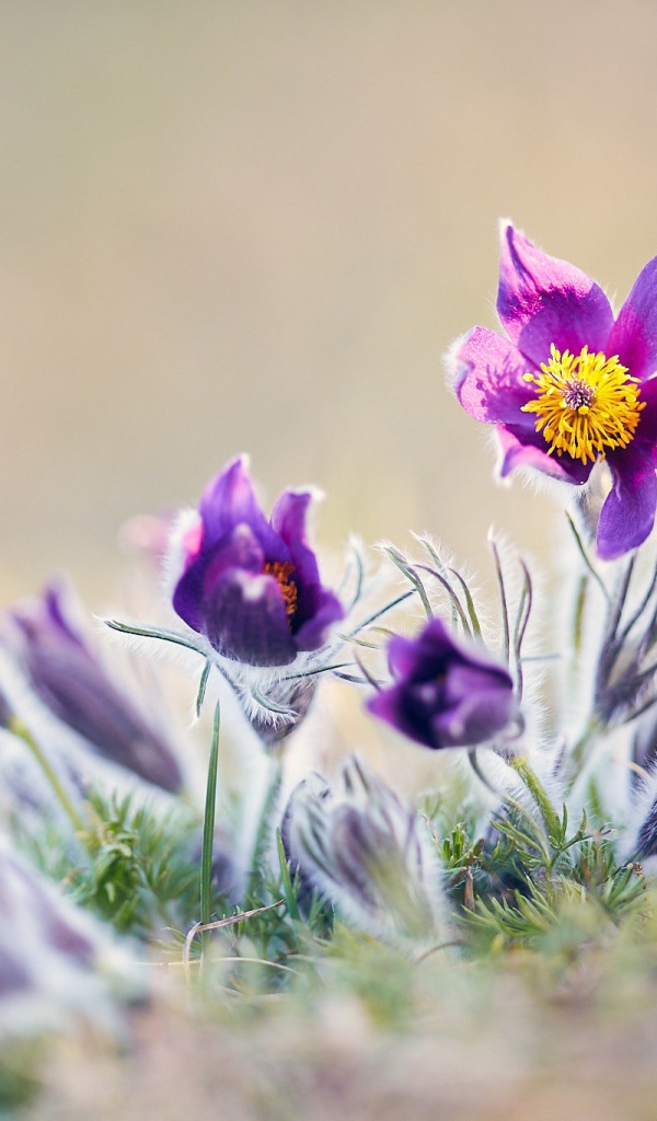 Фиолетовые цветы прострел в поле