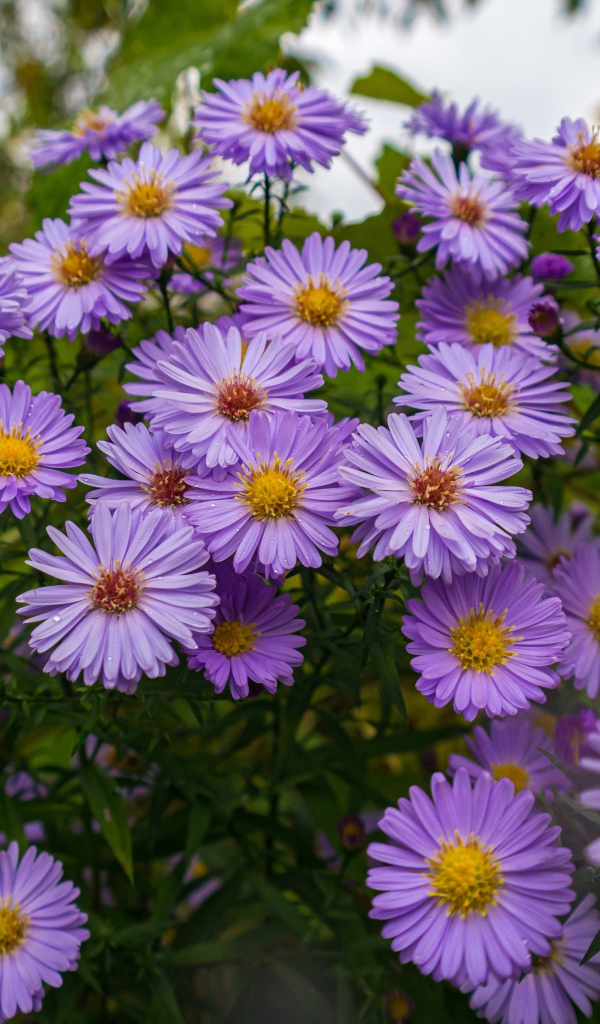 Фиолетовые цветы сентябринка на клумбе осенью 