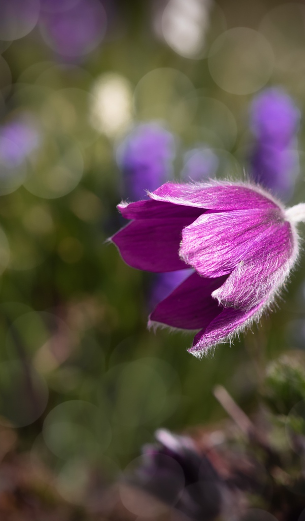Фиолетовый цветок морозник в лучах солнца крупным планом