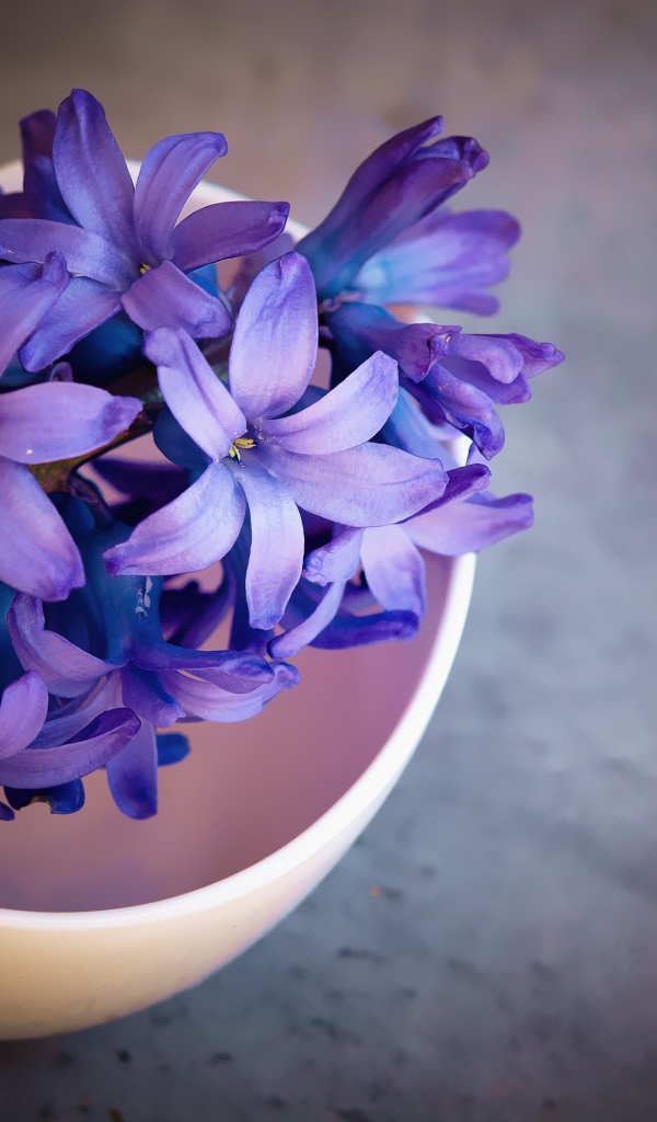 Фиолетовый цветок гиацинта в розовой миске 