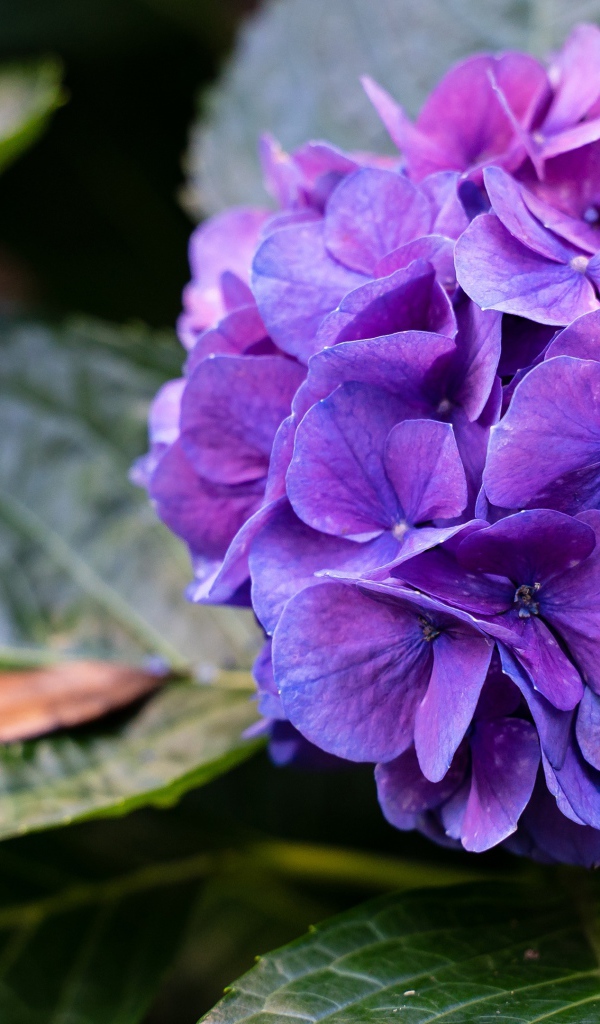 Фиолетовая гортензия в зеленых листьях 