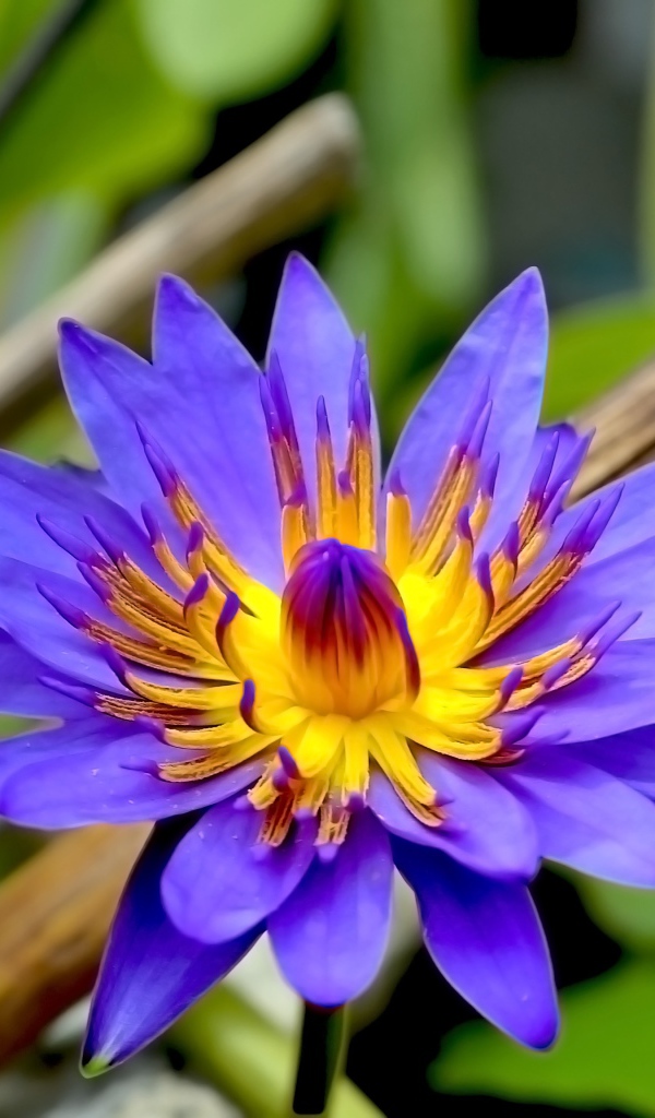 Фиолетовый цветок лотоса в зеленых листьях крупным планом