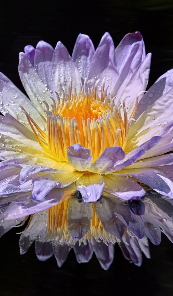 Фиолетовый цветок лотоса в лучах солнца в воде 