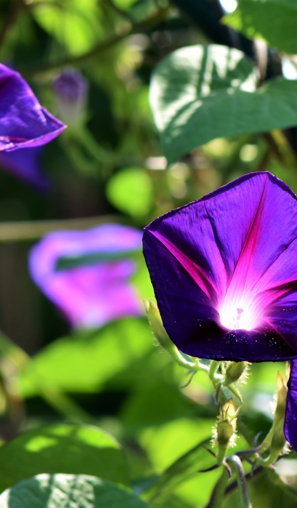 Фиолетовые цветы ипомеи в лучах солнца крупным планом