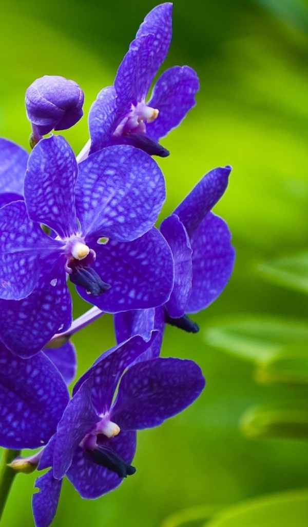 Фиолетовые цветы орхидеи на зеленом фоне 