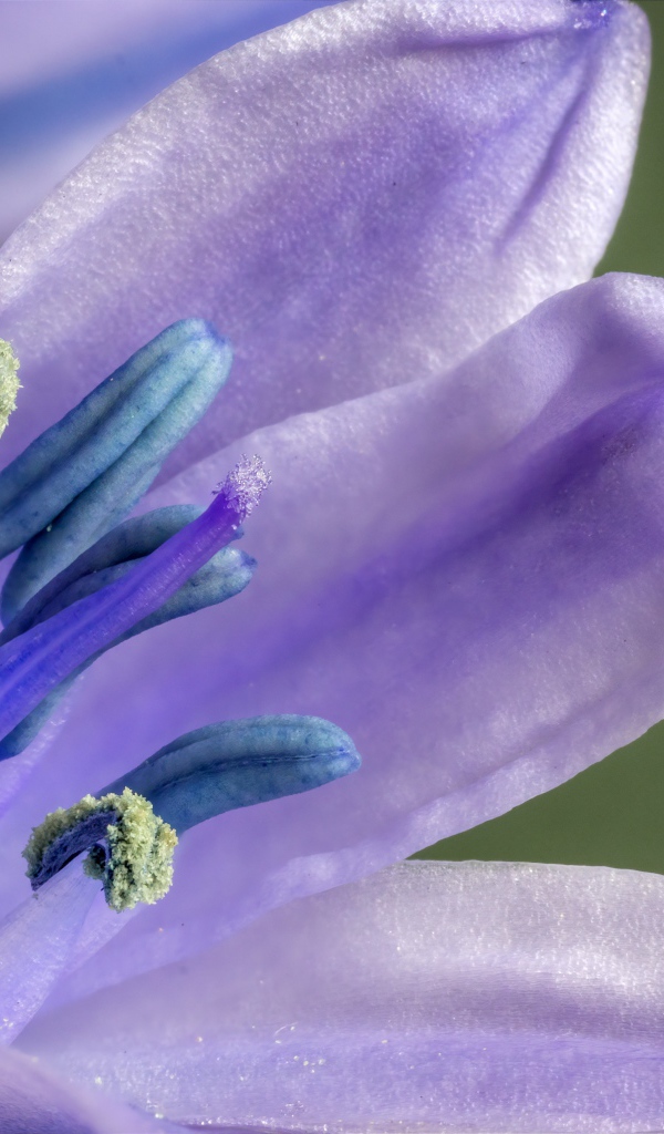 Фиолетовый цветок тюльпана крупным планом 