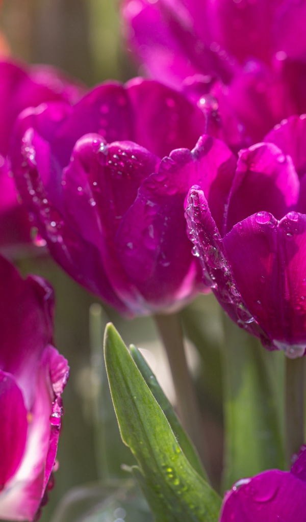 Фиолетовые тюльпаны в каплях росы в лучах солнца 