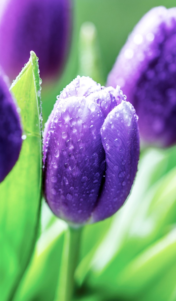 Фиолетовые тюльпаны в каплях розы утром