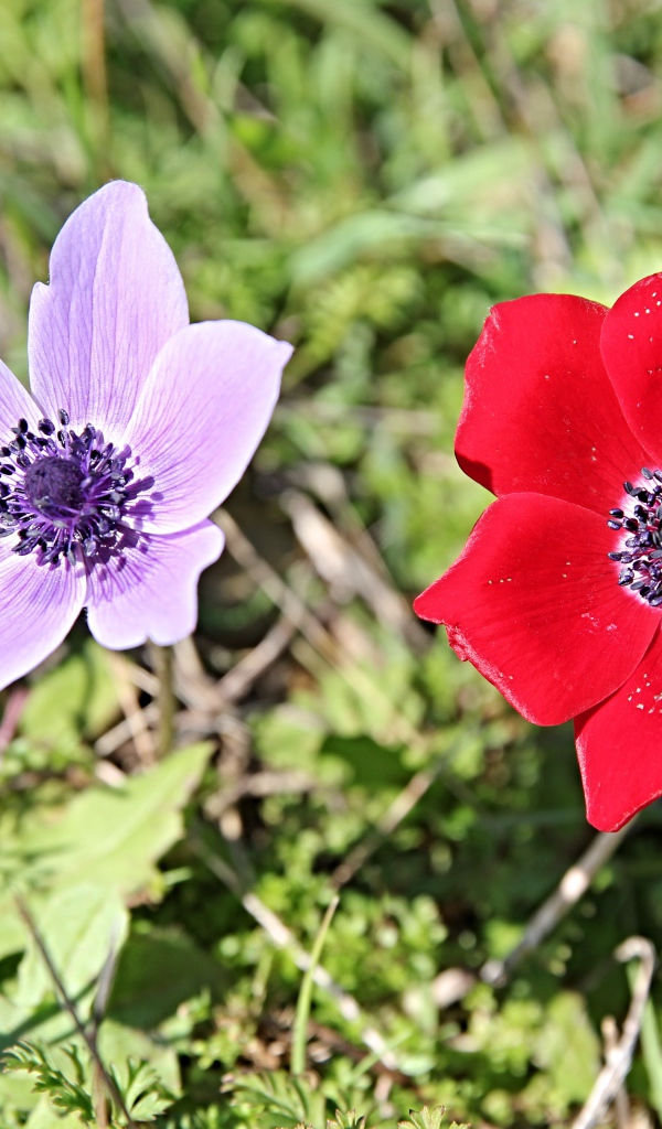 Красный и сиреневый цветок анемоны в траве