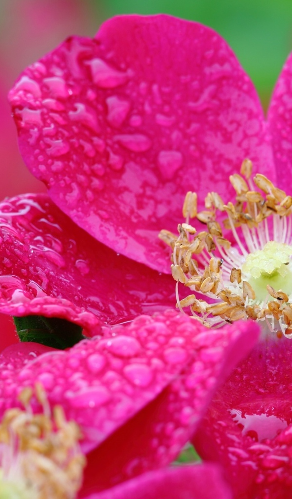 Красная распустившаяся роза в каплях росы